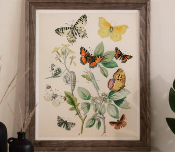 Moth Man: how William Forsell Kirby Transformed Entomology