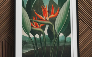 Vibrant orange and red bird of paradise flowers with green leaves inspired by robert john thornton botanical illustrations
