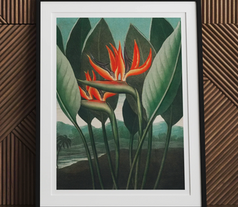 Vibrant orange and red bird of paradise flowers with green leaves inspired by robert john thornton botanical illustrations