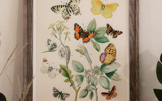 Botanical illustration of colorful butterflies and flowers highlighting william forsell kirby and victorian entomology insect classification