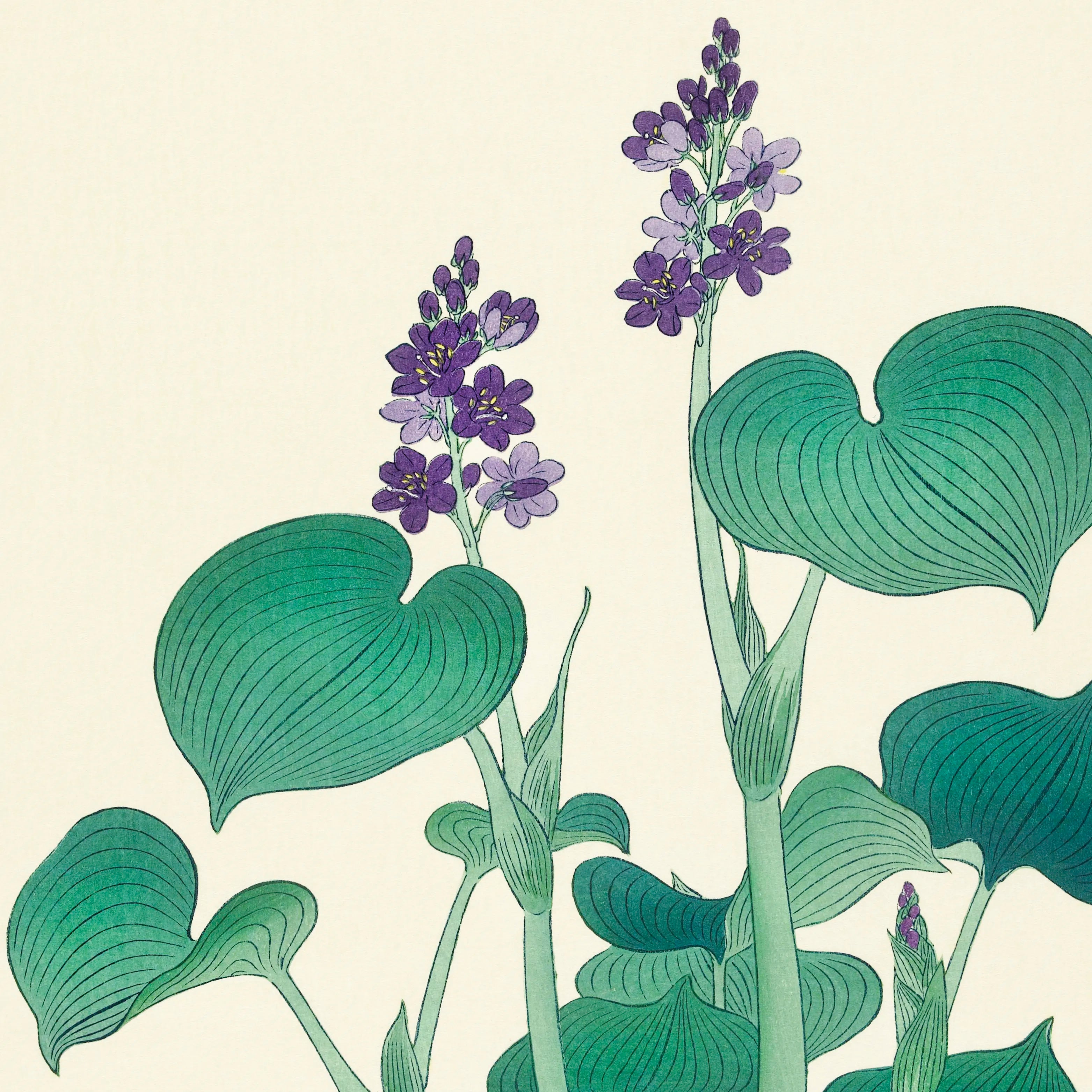 Blooming Hosta By Ohara Koson