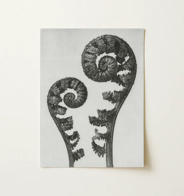 Botanical Wall Art featuring a black and white print of a flower framed on a textured wood background.