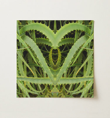 Framed symmetrical pattern created from mirrored images of succulent plants.