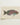 Fish Wall Art showcasing a beautifully detailed illustration of a colorful fish in a white frame.