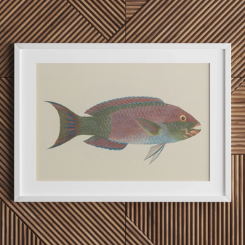 Framed illustration of a colorful tropical fish with pink and green scales.