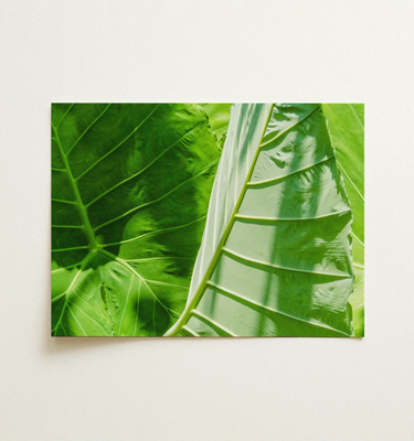 Green Wall Art featuring vibrant close-up of lush green leaves in a white frame, perfect for nature-inspired decor.