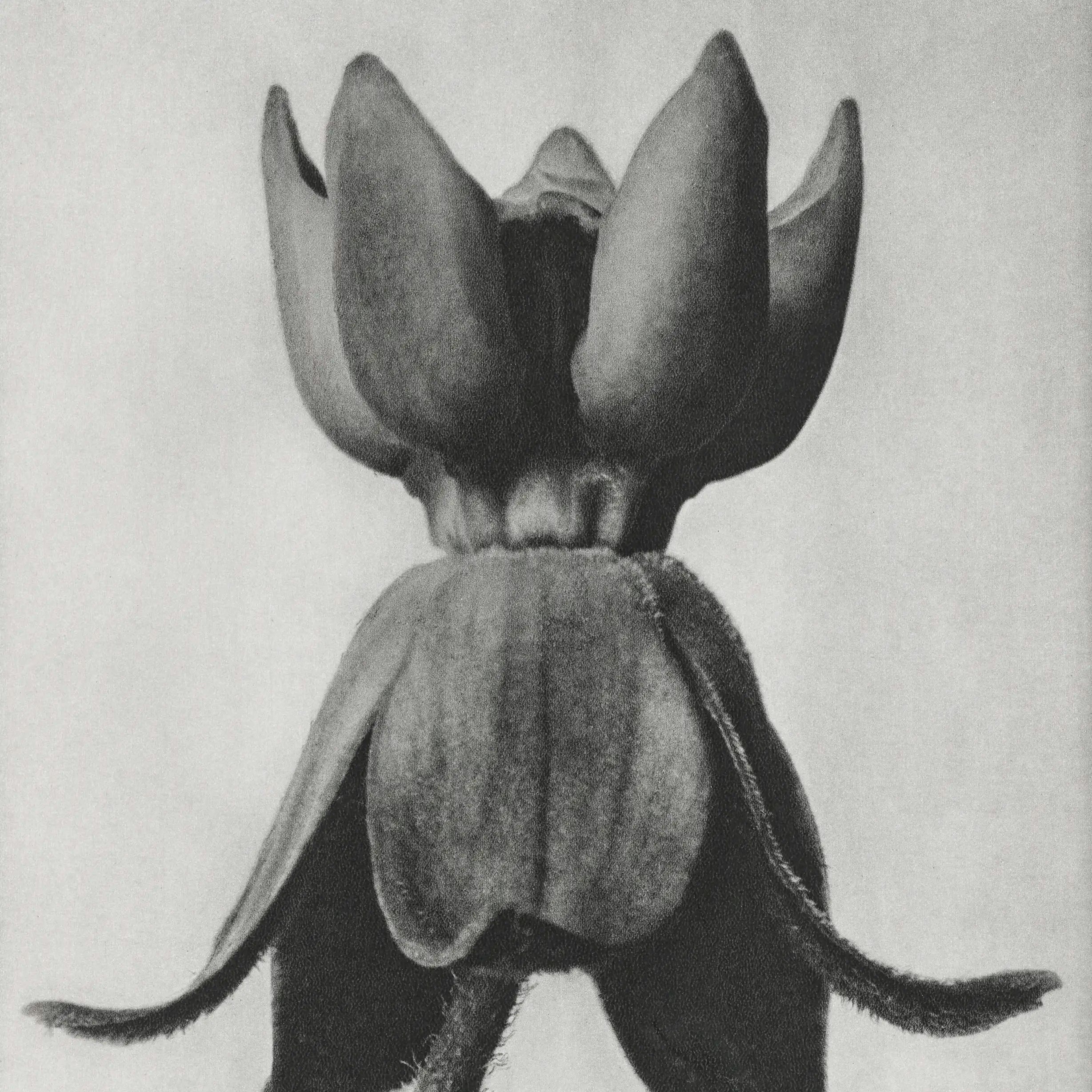 Karl Blossfeldt