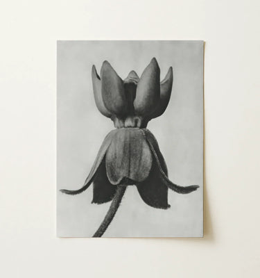 Black and white photographic art of a flower by Karl Blossfeldt framed on a wooden background.