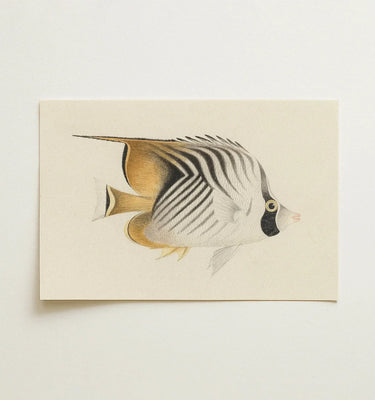 Luigi Balugani fish illustration framed against a textured background showcasing 18th-century botanical art.