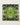 Op Art piece featuring a symmetrical design made from vivid green aloe vera leaves framed elegantly.