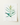 Framed botanical illustration of a green plant with long leaves and a flowering stem.