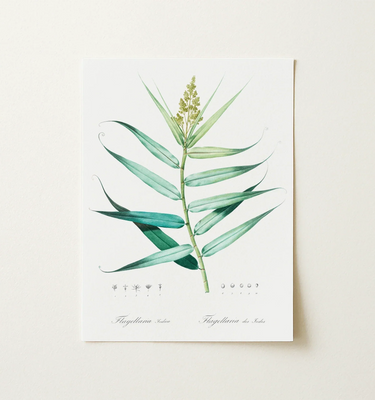 Framed botanical illustration of a green plant with long leaves and a flowering stem.
