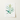 Framed botanical illustration of a green plant with long leaves and a flowering stem.