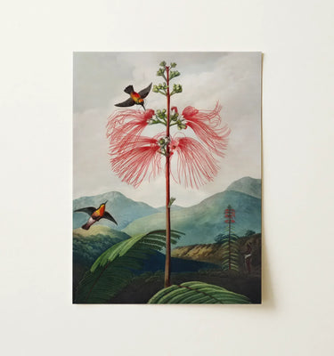 Robert John Thornton botanical artwork featuring vibrant red flowers and lush green leaves in a framed display.