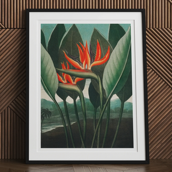 Vibrant orange and red bird of paradise flowers with green leaves.