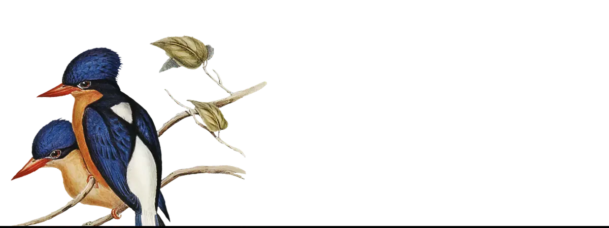 Colorful birds on a branch showcasing artistic art iPhone cases in the article.