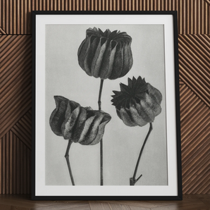 Pod Abutilon (Lime Mallow) - Karl Blossfeldt Art Print