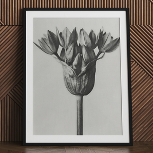 Allium Ostroroskianum (oignon ornemental) - Impression d'art Karl Blossfeldt