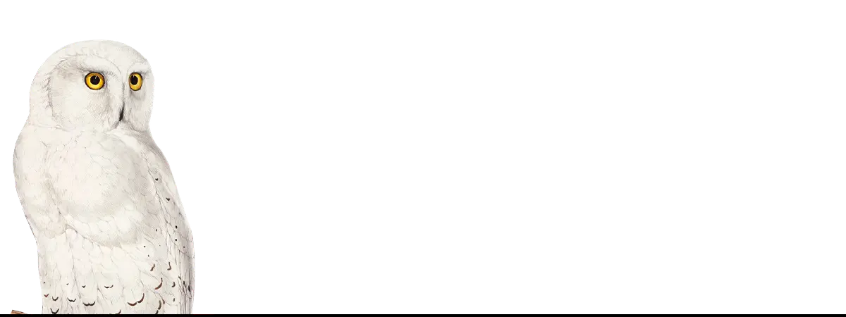 White snowy owl on art iPhone cases showcasing nature-inspired art iPhone designs