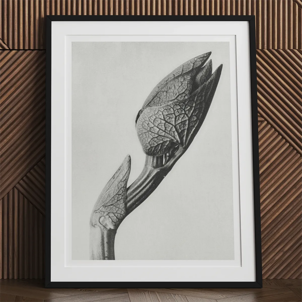 Framed black and white botanical print inspired by Karl Blossfeldt’s innovative photography