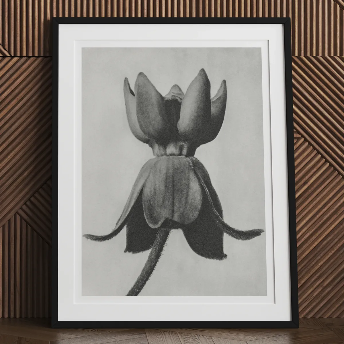 Framed monochrome flower print by Karl Blossfeldt showcasing modern botanical photography