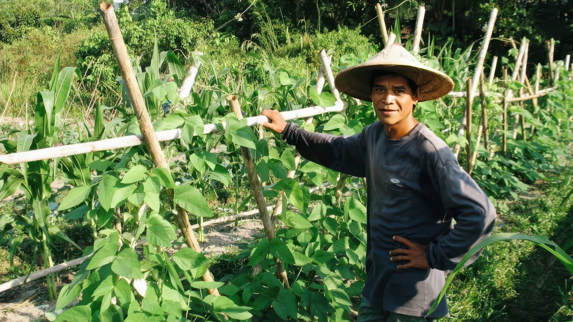 A farmer wearing a conical hat tends to climbing vegetable plants in a garden