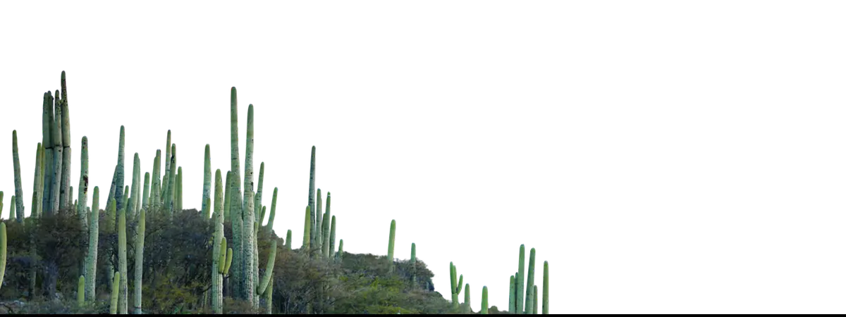 Group of saguaro cacti as botanical op art featuring a trippy tree trunk design