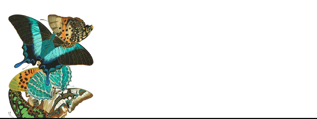 Colorful butterfly cluster by Eugène Séguy at the Muséum National d’Histoire Naturelle