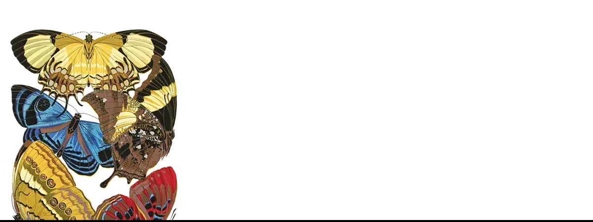 Colorful butterfly collection by Eugène Séguy at Muséum National d’Histoire Naturelle