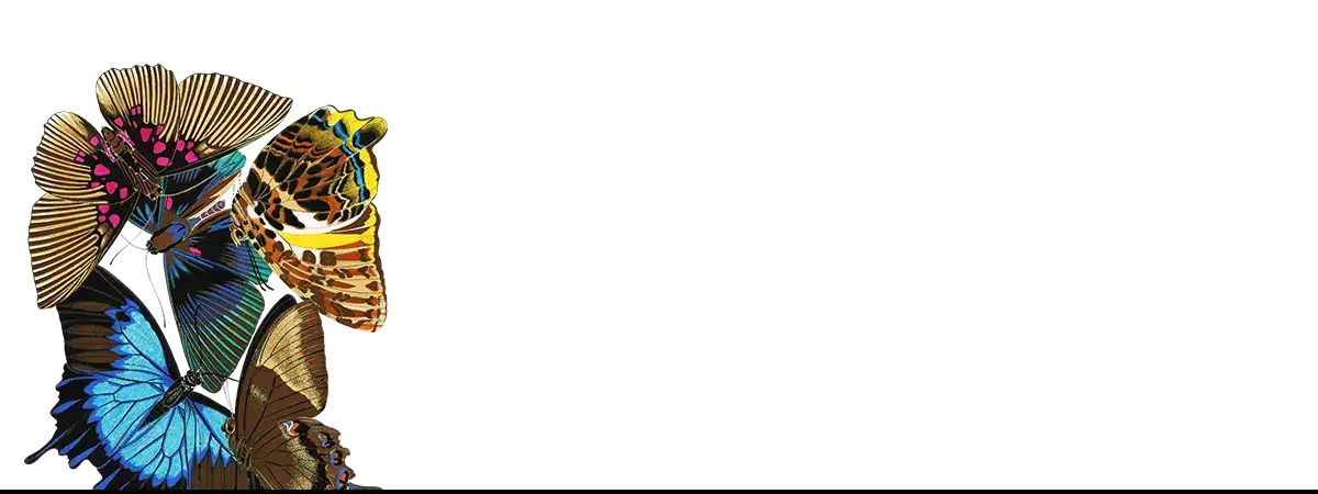 Colorful butterfly cluster illustrated by Eugène Séguy at the Muséum National d’Histoire Naturelle