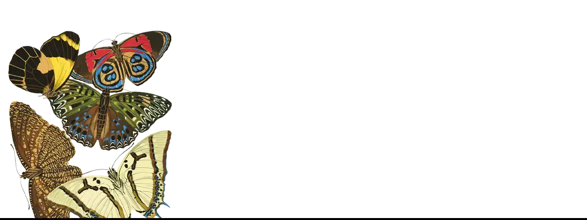 Colorful butterfly collection by Eugène Séguy at the Muséum National d’Histoire Naturelle