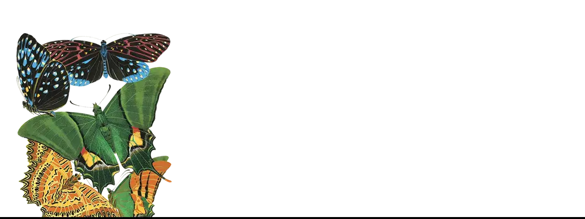 Eugène Séguy butterflies and foliage at Muséum National d’Histoire Naturelle