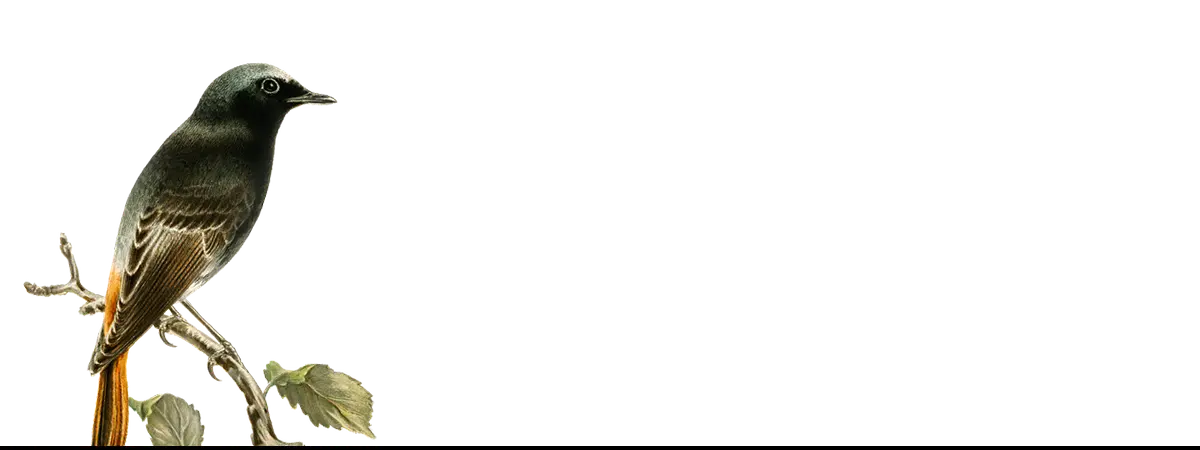 Black bird with orange tail fashion art print inspired by modern rococo era design