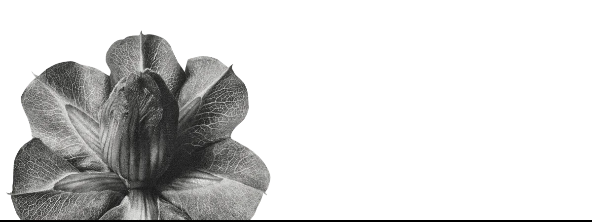 Monochrome flower bud showcasing a stylish black and white phone case for iPhone cases