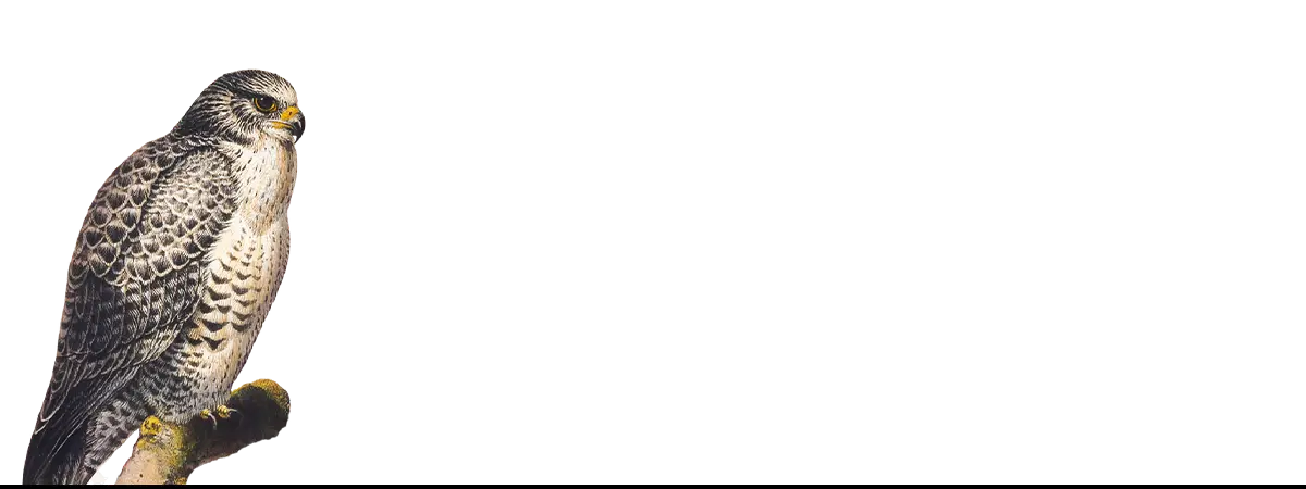 Perched falcon with mottled plumage art print by Taguchi Tomoki Kono Bairei