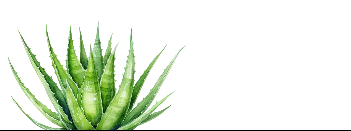 Green aloe vera plant showcasing botanical op art in a framed abstract artwork style