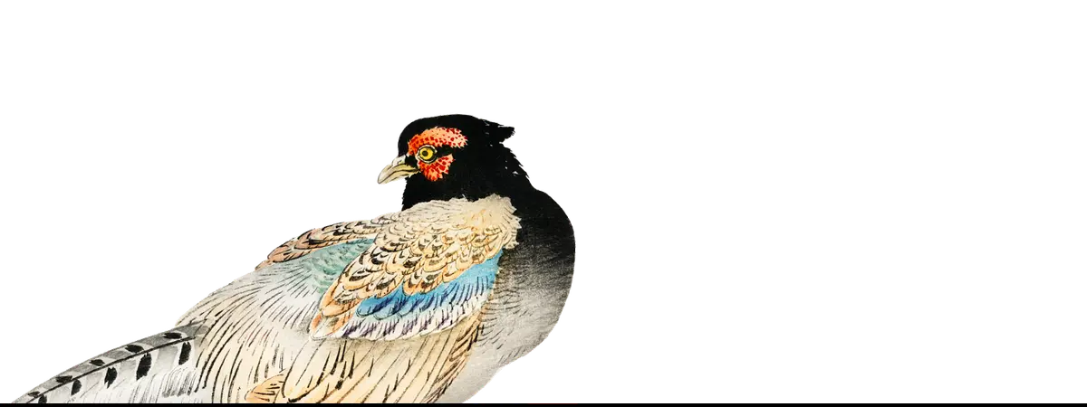 Colorful pheasant illustration art print by Taguchi Tomoki from Kōno Bairei collection