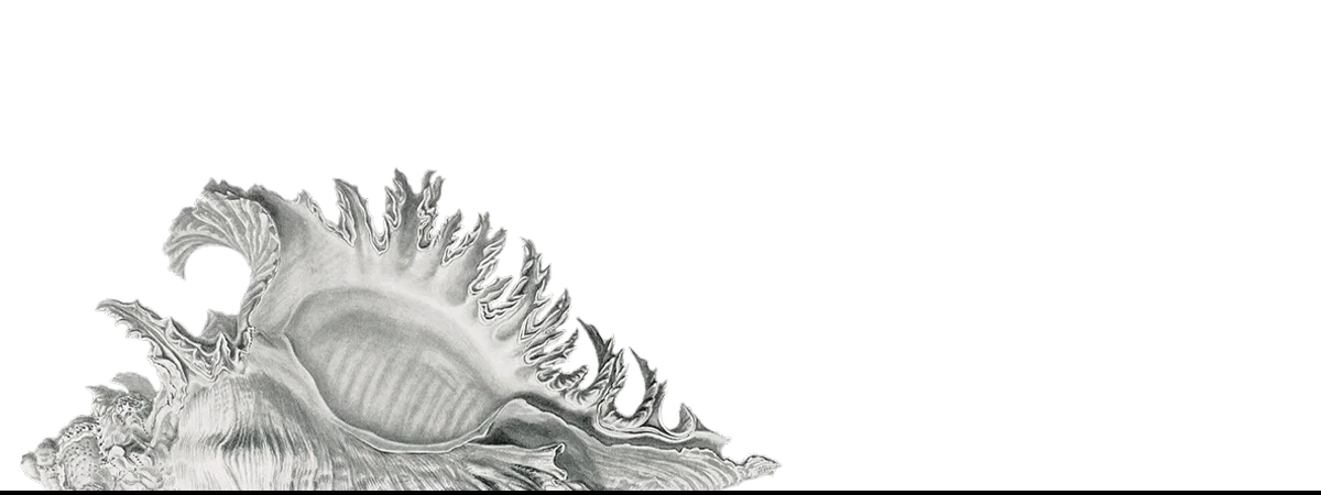 Intricate seashell sculpture showcasing a unique modern art-inspired iPhone case design