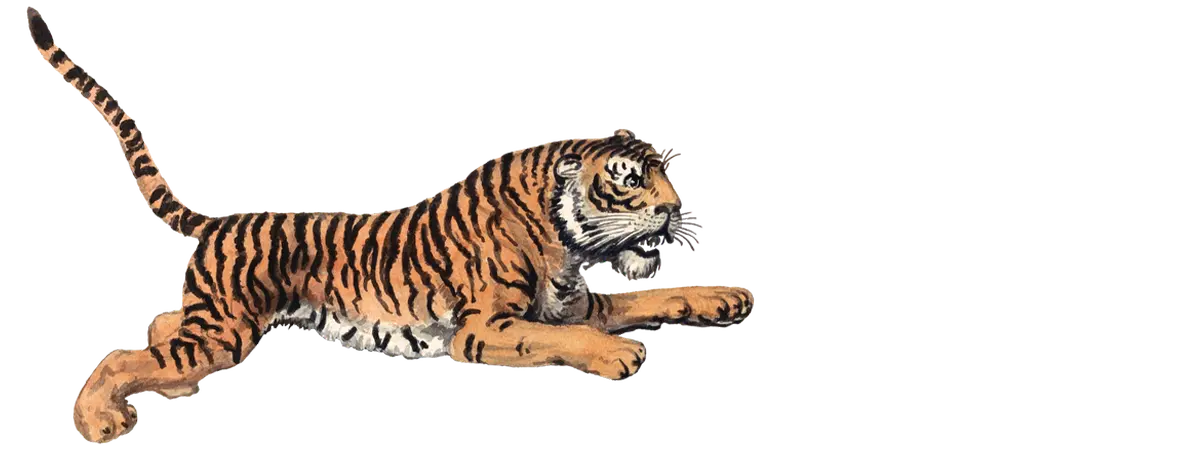 Striped tiger in motion showcasing an art iPhone case for eclectic art nerds