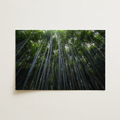 Impresión artística de bosque de bambú 