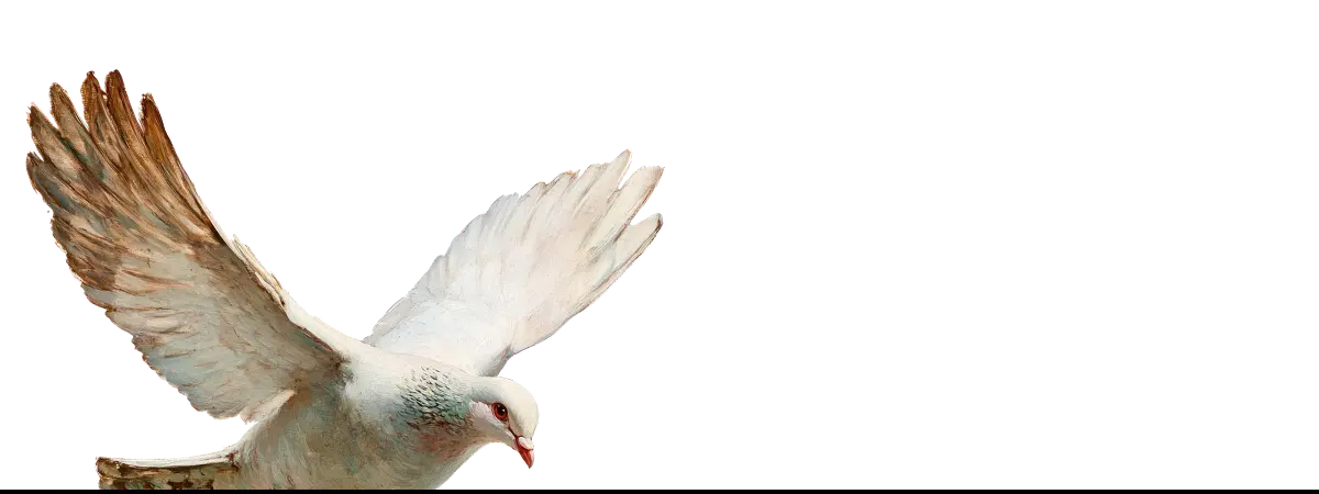 Flying white dove on art iPhone cases showcasing elegance and sky-inspired design