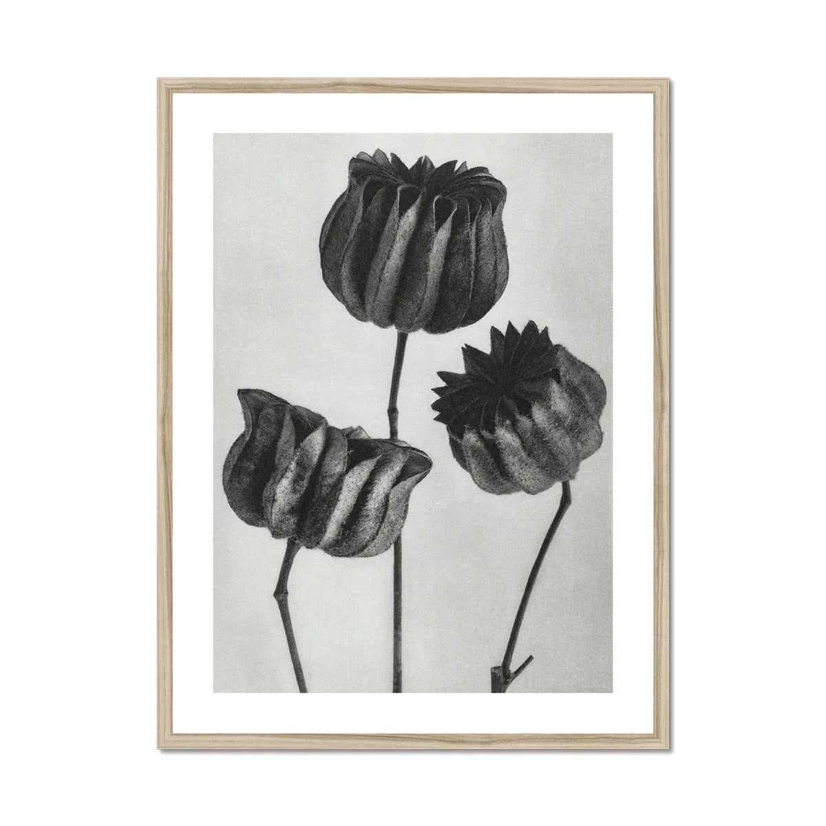 Abutilon (lime Mallow) Pod - Karl Blossfeldt Art Print, Black White Botanical Print Three Tulip Flowers Stems