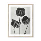 Abutilon (lime Mallow) Pod - Karl Blossfeldt Art Print Posters Prints & Visual Artwork