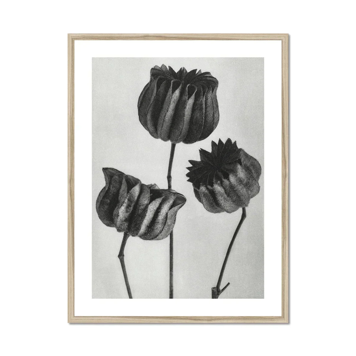 Abutilon (lime Mallow) Pod Karl Blossfeldt Art Print, Black White Botanical Print Three Tulip Flowers Stems