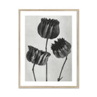 Abutilon (lime Mallow) Pod Karl Blossfeldt Art Print, Black White Botanical Print Three Tulip Flowers Stems