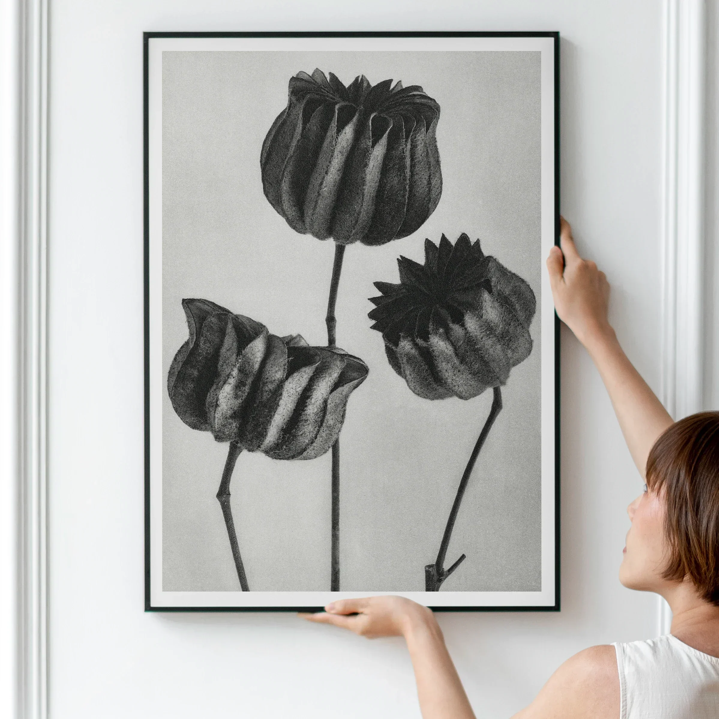 Abutilon (lime Mallow) Pod - Karl Blossfeldt Art Print, Black White Framed Artwork Three Stylized Tulip-like Flowers