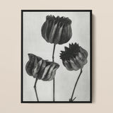 Abutilon (lime Mallow) Pod - Karl Blossfeldt Art Print / Canvas, 12x16’’ / 31x41cm / Black Frame, Posters Prints & Visual Artwork, Toby Leon