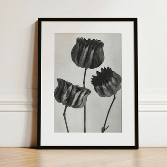 Abutilon (lime Mallow) Pod - Karl Blossfeldt Art Print / Canvas, 12x16’’ / 31x41cm / Black Frame / Matboard, Posters Prints & Visual