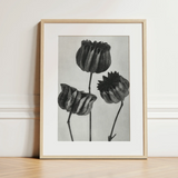 Abutilon (lime Mallow) Pod - Karl Blossfeldt Art Print / Canvas, 12x16’’ / 31x41cm / Natural Frame / Matboard, Posters Prints & Visual