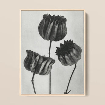 Abutilon (lime Mallow) Pod - Karl Blossfeldt Art Print / Canvas, 12x16’’ / 31x41cm / Natural Frame, Posters Prints & Visual Artwork, Toby